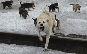 Хабаровчане с начала года 100 раз попросили отловить бездомных собак