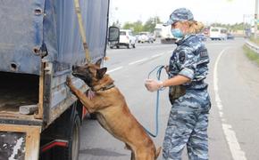 Служебные собаки в Челябинске чуют наркотики за 20 метров