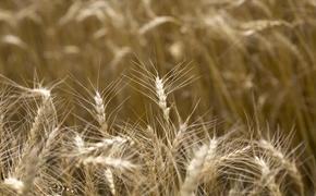 Источник сообщил, что в переговорах по продлению зерновой сделки присутствует осторожный оптимизм