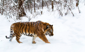 В Хабаровском крае тигры за неделю убили десять собак и жеребенка
