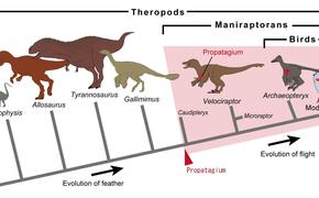 Изучение верхних конечностей динозавров показало, как у птиц появились крылья для полета