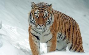 В Хабаровском крае тигр снова терроризирует селян