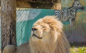 Редкий белый лев по кличке Ярос умер в зоопарке в Ярославле