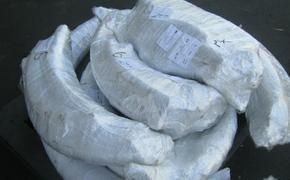 Из Хабаровска в Китай вывезли 400 кг бивней мамонта