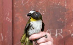 В Новой Гвинее обнаружены виды ядовитых птиц