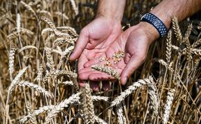 Bloomberg: политики Восточной Европы меняют риторику в отношении украинского зерна на фоне недовольства местных фермеров