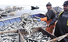 Уловы российских рыбаков с начала 2023 года достигли 1,5 млн тонн