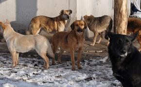 В Оренбурге стая собак растерзала ребёнка