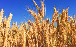 Молдавская ассоциация «Сила фермеров» потребовала ввести запрет на импорт зерна и других продуктов с Украины
