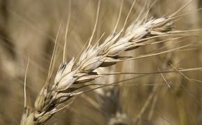 Reuters: переговоры по сделке по вывозу зерна с Украины с участием всех сторон намечены на 3 мая