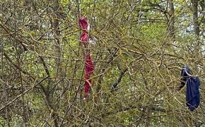 Почему на деревьях в Латвии висит нижнее белье