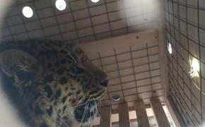 В хабаровском аэропорту досмотрели леопарда