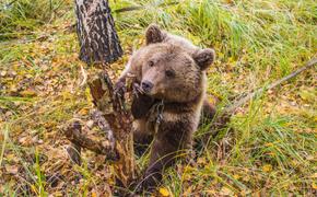 В Алтайском заповеднике появился новый подопечный медвежонок-сирота