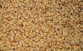 Осведомленный источник сообщил РИА Новости, что решений по срокам продления зерновой сделки не принято