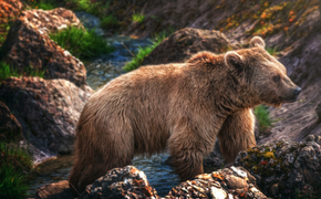 В Хабаровском крае отстрелили двух медведей