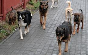  В РФ собираются штрафовать за укусы домашних животных