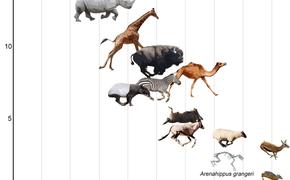 Растительноядность повлияла на гибкость спины и изменила бег лошадей, тапиров и носорогов