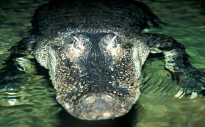 Аллигаторы являются инженерами водно-болотных угодий
