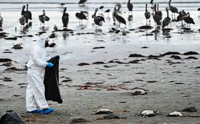 В Чили считают, что недавняя массовая гибель морских птиц не связана с птичьим гриппом