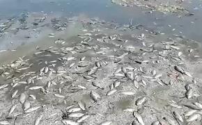 Бывший советник Кучмы Соскин: из-за разрушения дамбы на Каховской ГЭС три миллиона человек станут «климатическими переселенцами»