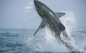 23-летний россиянин погиб после нападения акулы в Египте
