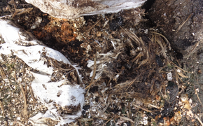 В Хабаровске нашли свалку с птичьими останками