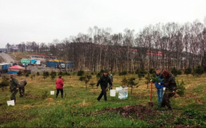 Более 6 тысяч деревьев высадили в Хабаровском крае на акции «Сад памяти»