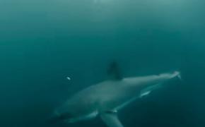 Самые драматические случаи нападения акул на человека