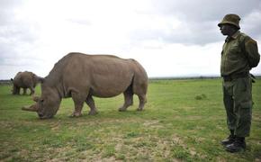 Белые носороги вновь появились в национальном парке Конго