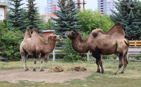 Челябинцев приглашают на день рождения верблюда в зоопарк