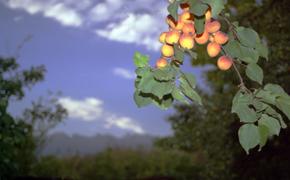 Кардиолог Асият Хачирова рассказала, что богатые калием и магнием абрикосы полезны для здоровья сердца