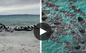 Более 50 китов осознанно выбросились на берег в Австралии