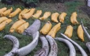 В Хабаровском крае пограничники изъяли 1,5 тонны бивней мамонта