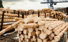 В Хабаровске лесопромышленная отрасль терпит крупные убытки