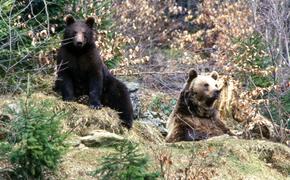 На камчатской свалке поселилась медведица с медвежатами