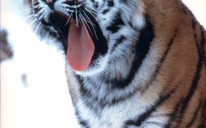 В России отмечают Международный день тигра