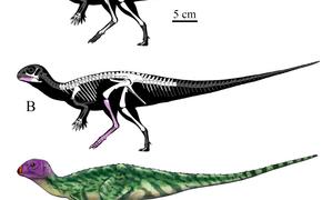 В Таиланде открыли новый вид двухметровых динозавров 