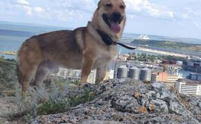 В России не планируют  вводить штрафы за выгул собак без намордника и поводка