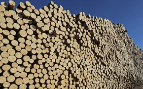 Глава хабаровской фирмы не заплатил 16 млн рублей за вывоз леса