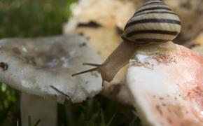 В год грибами травятся 10 тыс. россиян
