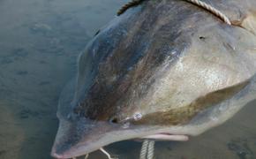 Трех рыбаков в Хабкрае будут судить за незаконную добычу калуги на 3,7 млн руб.