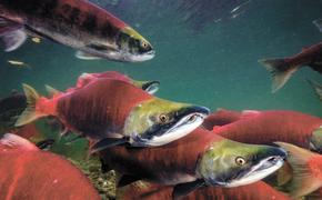 Уловы красной рыбы на Дальнем Востоке идут на рекорд