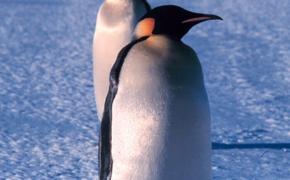 Большинство императорских пингвинов Антарктиды потеряли своих птенцов