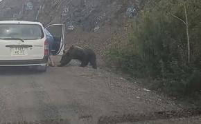 Водитель в Хабаровском крае кормил с рук медведя на трассе