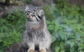 Ленинградский зоопарк научился разводить манулов в неволе