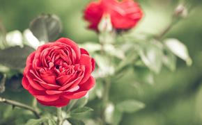 Агроном Воробьев рассказал, почему розы не нужно дополнительно удобрять йодом