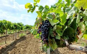 Объем саженцев винограда кубанского производства превысит 4 млн штук в 2024 году