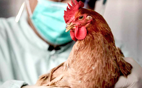 В Хабаровском крае владельцев птиц предупредили о распространении гриппа