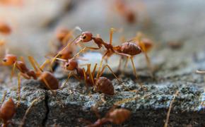 Ученые обнаружили первые колонии красных огненных муравьев в Европе