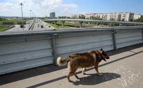 Хозяева четыре года держали собаку в багажнике авто в Петербурге 